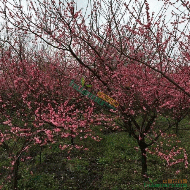 10公分红梅价格,四川红梅种植基地