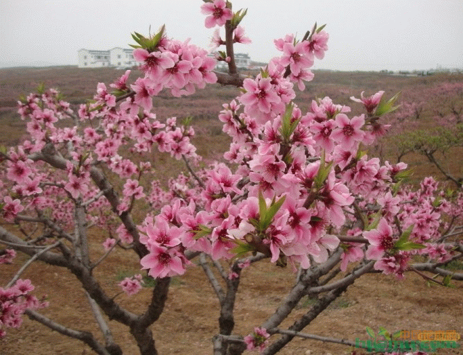 桃树