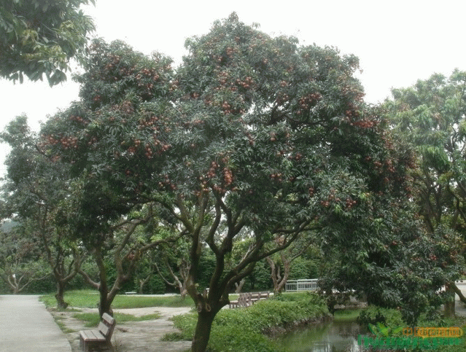 荔枝树