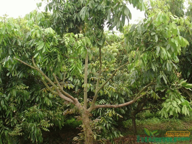 桂圆树(龙眼树)