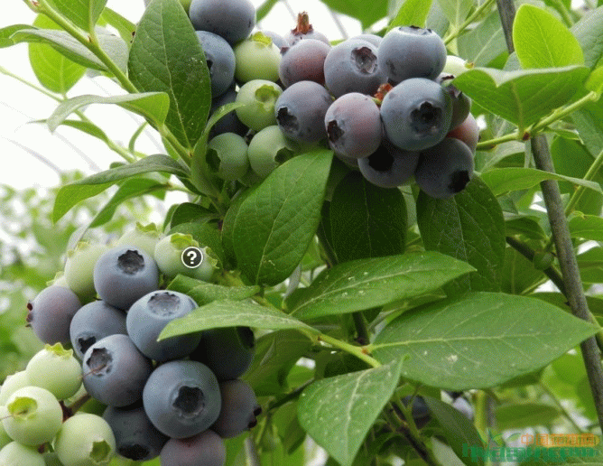 蓝莓树