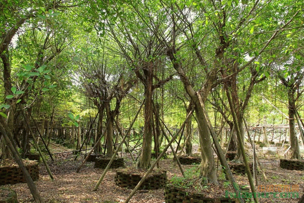 细叶榕主要虫害及防治措施