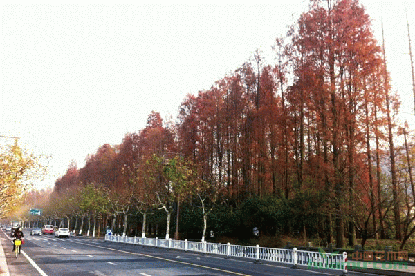红杉的地理分布_红杉的分布区域 - 中国花木网