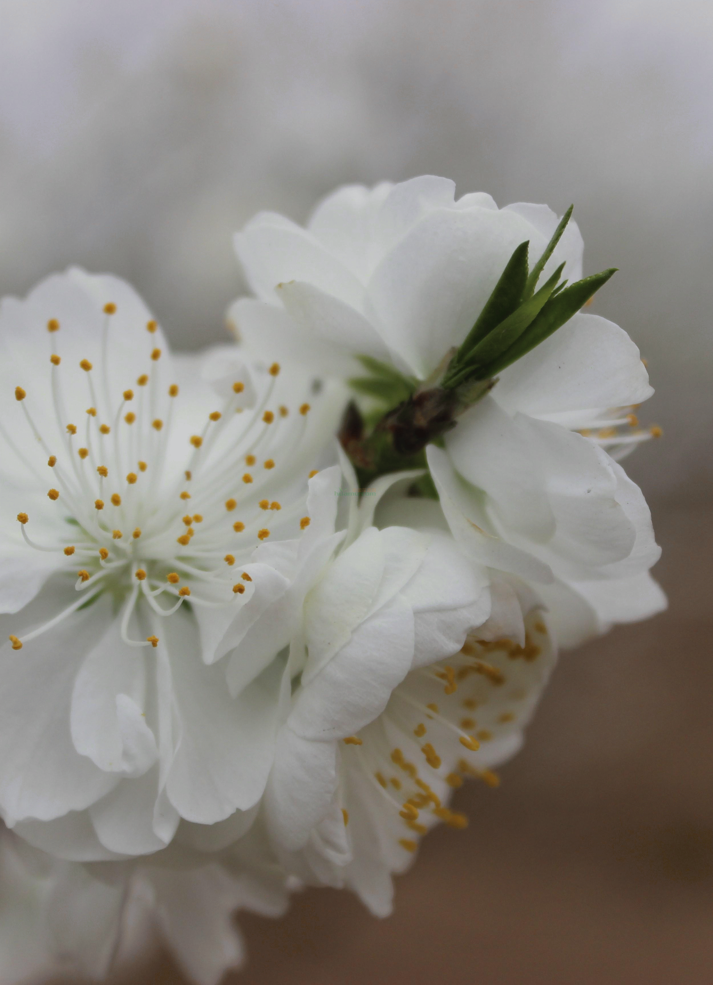 雪白观花桃