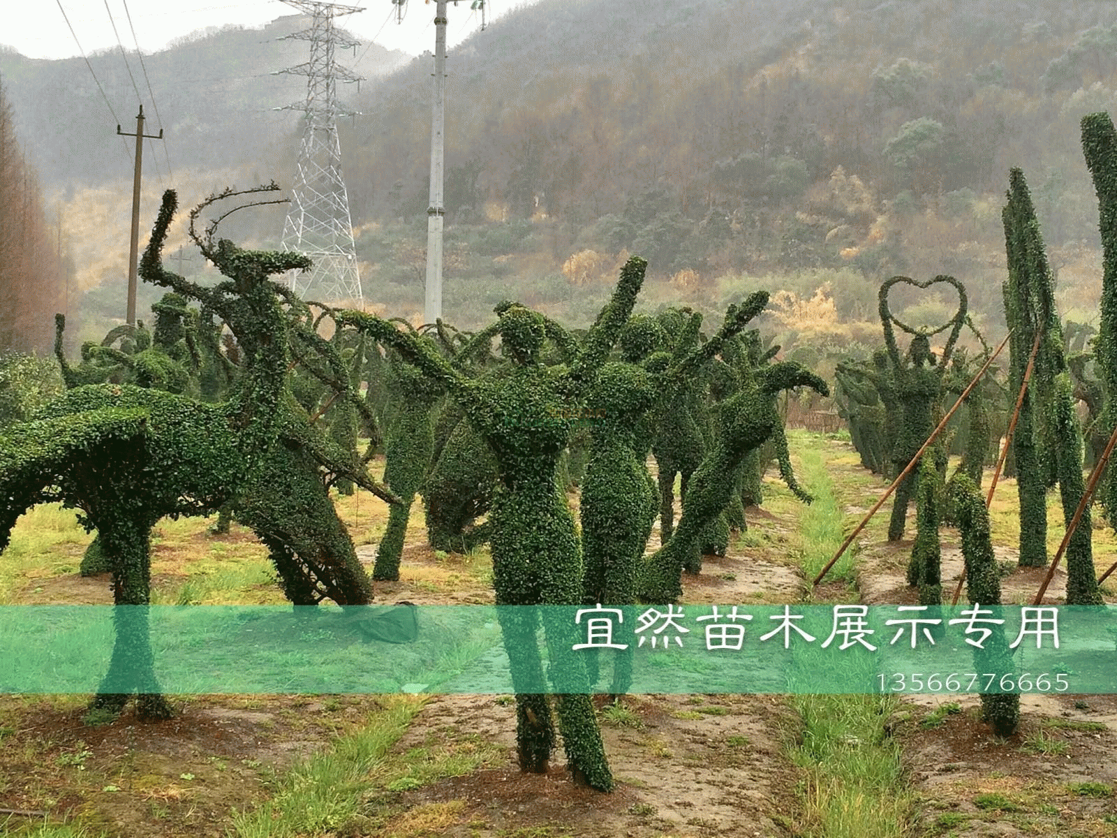 中国风造型 女贞