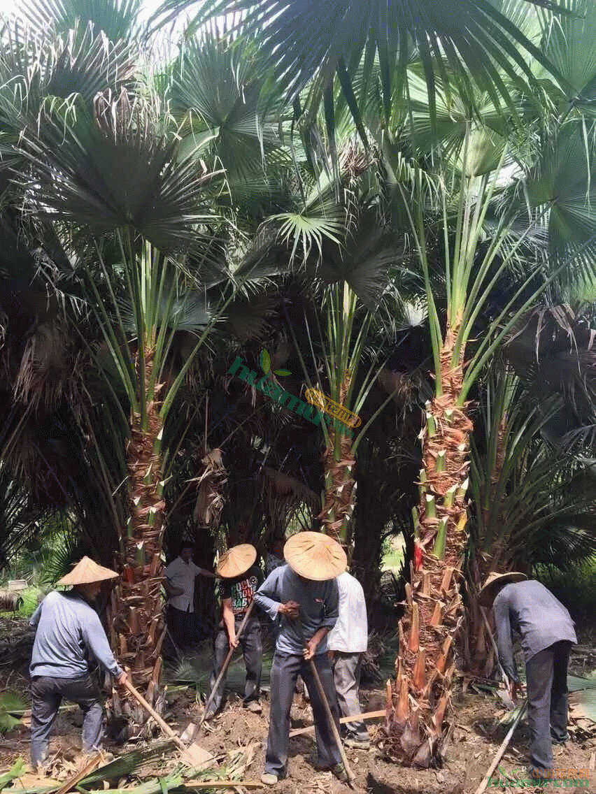 福建蒲葵价格