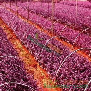 红花幼苗的各种图片图片