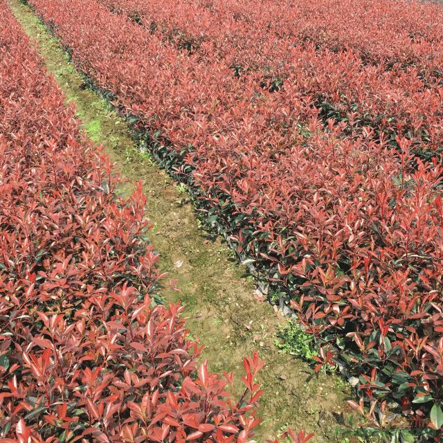 红叶石楠色块小杯大杯特大杯扦插苗地栽苗各规格