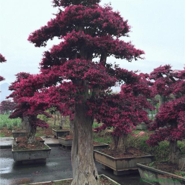 红花继木红继木盆景树桩 规格齐全欢迎实地考察