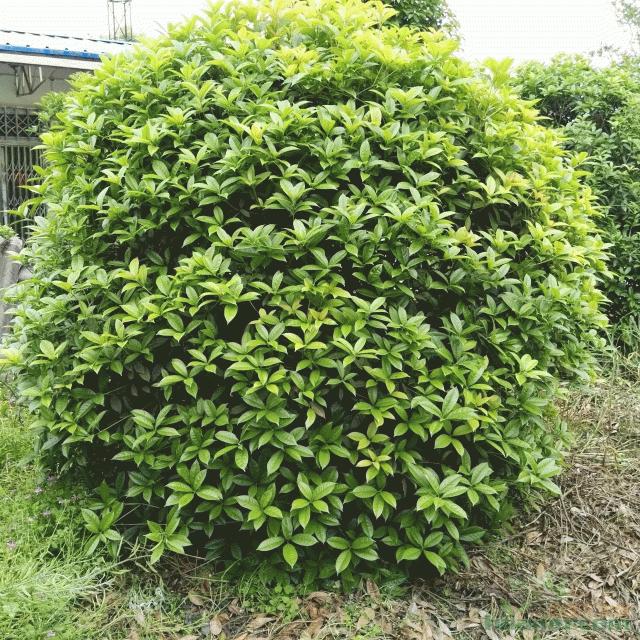 桂花 八月桂 树形圆硕 不缺 不漏 装车价