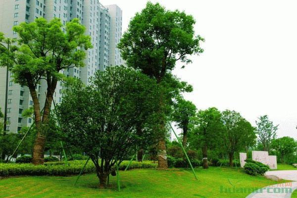 《绿化树》中章永璘的形象(绿化树中章永璘的形象是什么)