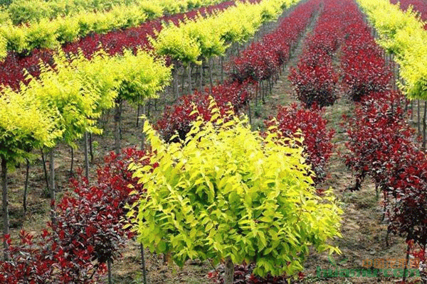 行業資訊 > 市場行情 農業部數據顯示,2015年全國花卉苗木種植面積