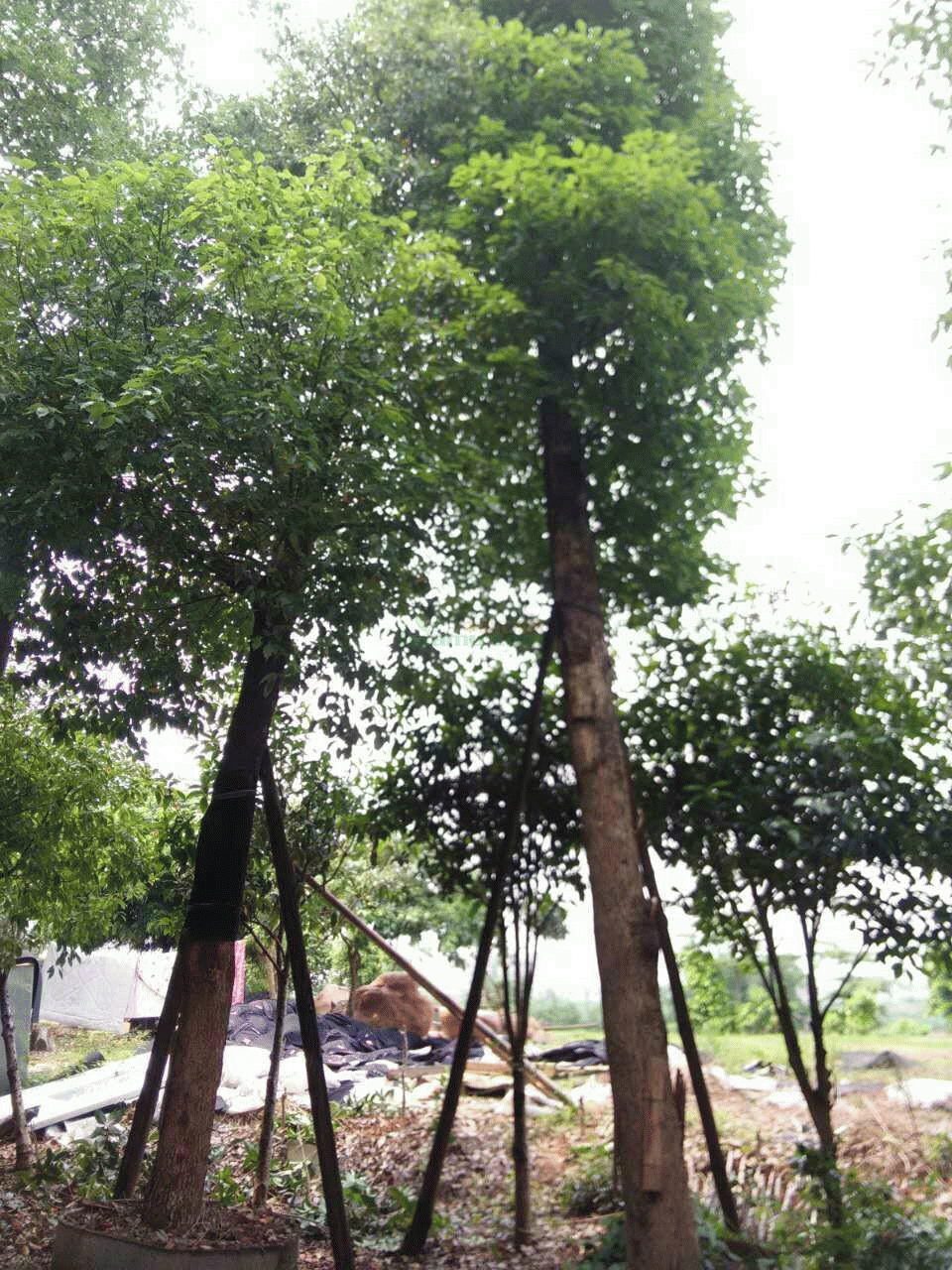 贵州细叶香树图片