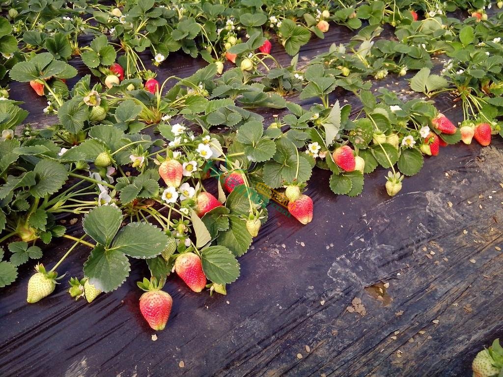 草莓苗批发 草莓苗基地 红颜草莓苗 章姬草莓苗.品种齐全