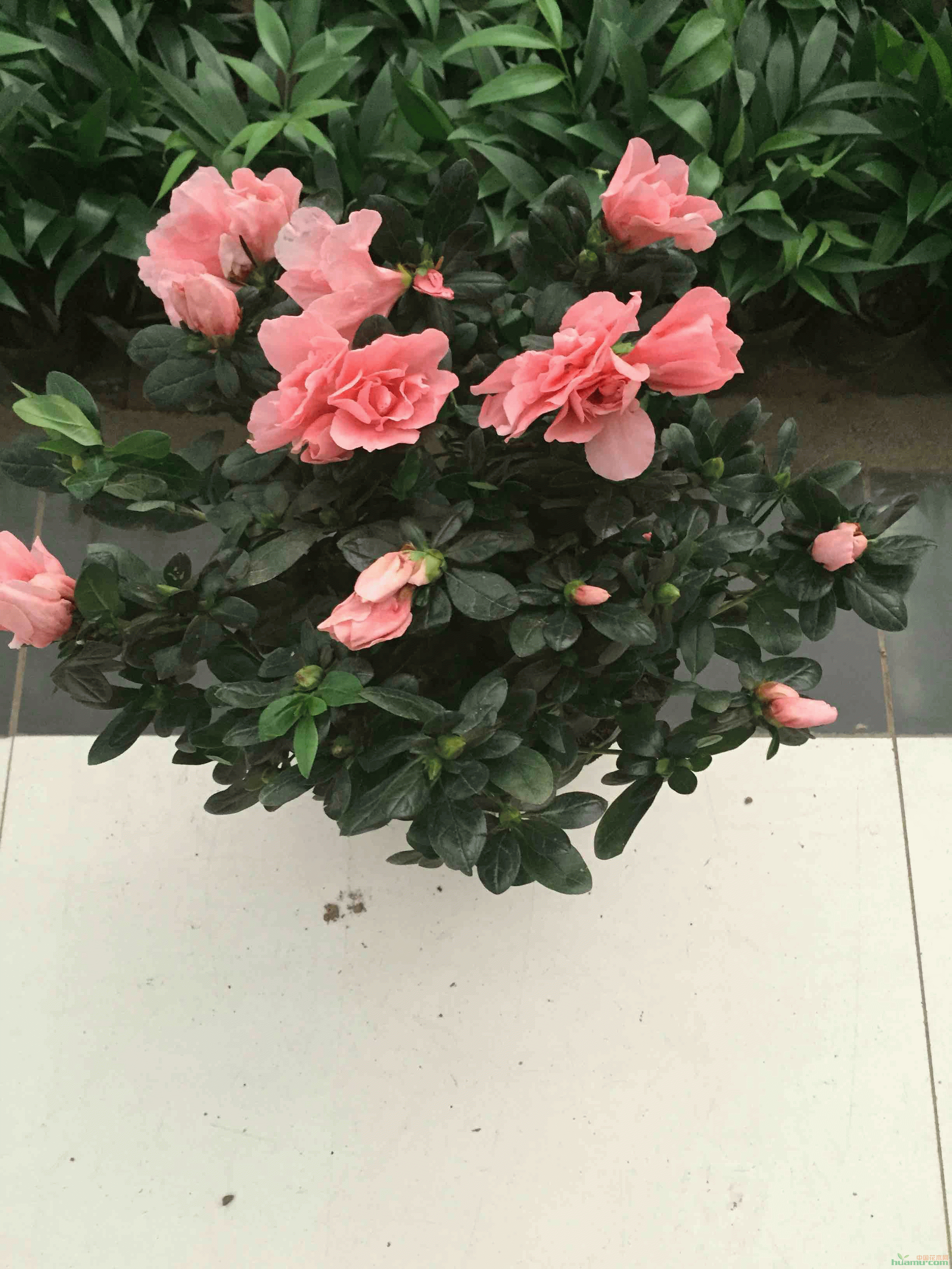 杜鹃 普通红 杨梅红