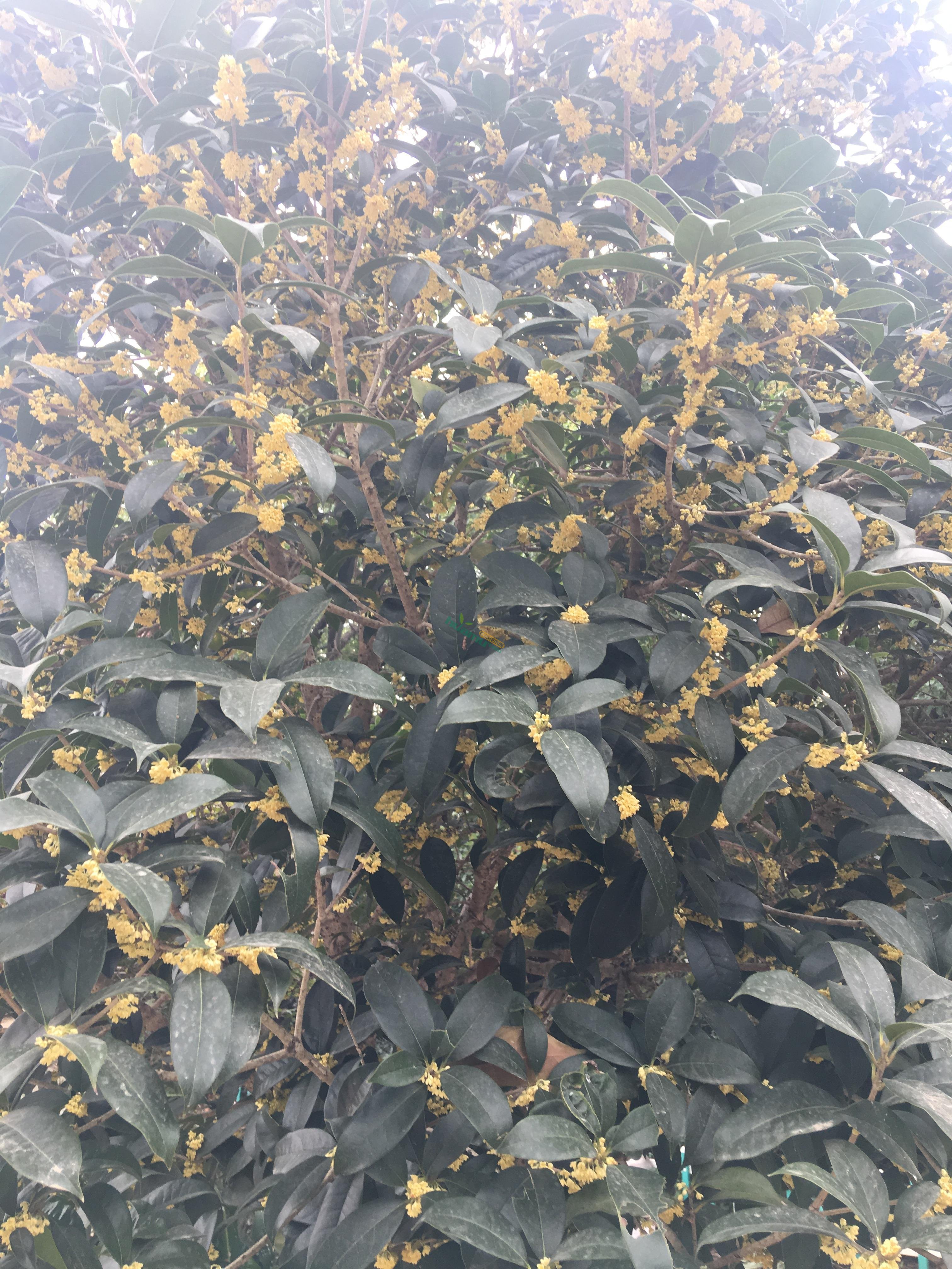 【桂花出售】高度280厘米胸径13厘米地径10厘米冠幅280厘米桂花价格