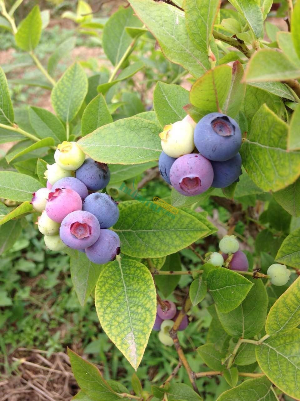 花木首页 全部分类 绿化苗木 常绿灌木 蓝莓苗 > 南高丛蓝莓品种