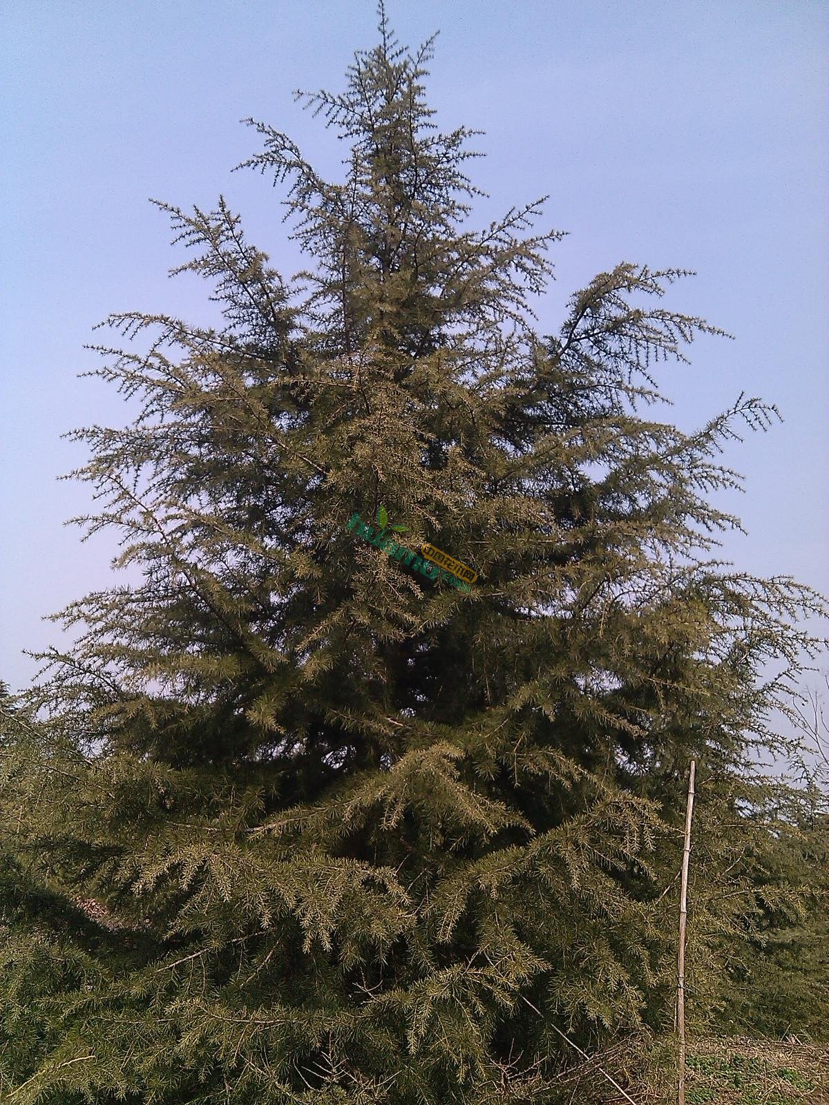 【雪松】高度400厘米冠幅250厘米蓝莓苗价格_图片_行情_报价 - 中国