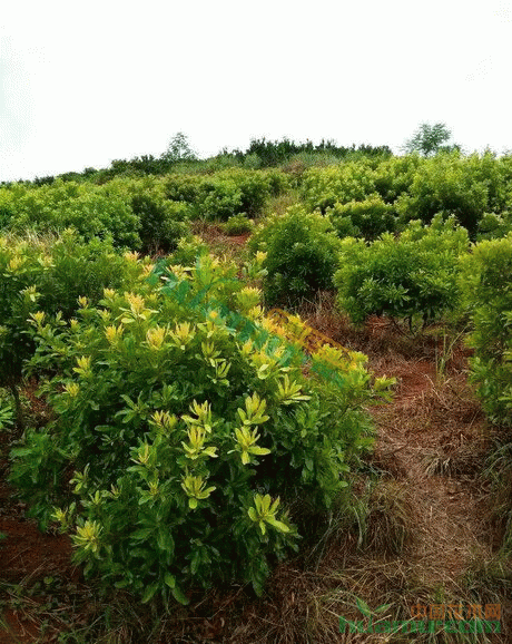 湖南靖州湘鴻苗圃處於 楊梅之鄉湖南靖州,現在向社會各界出售